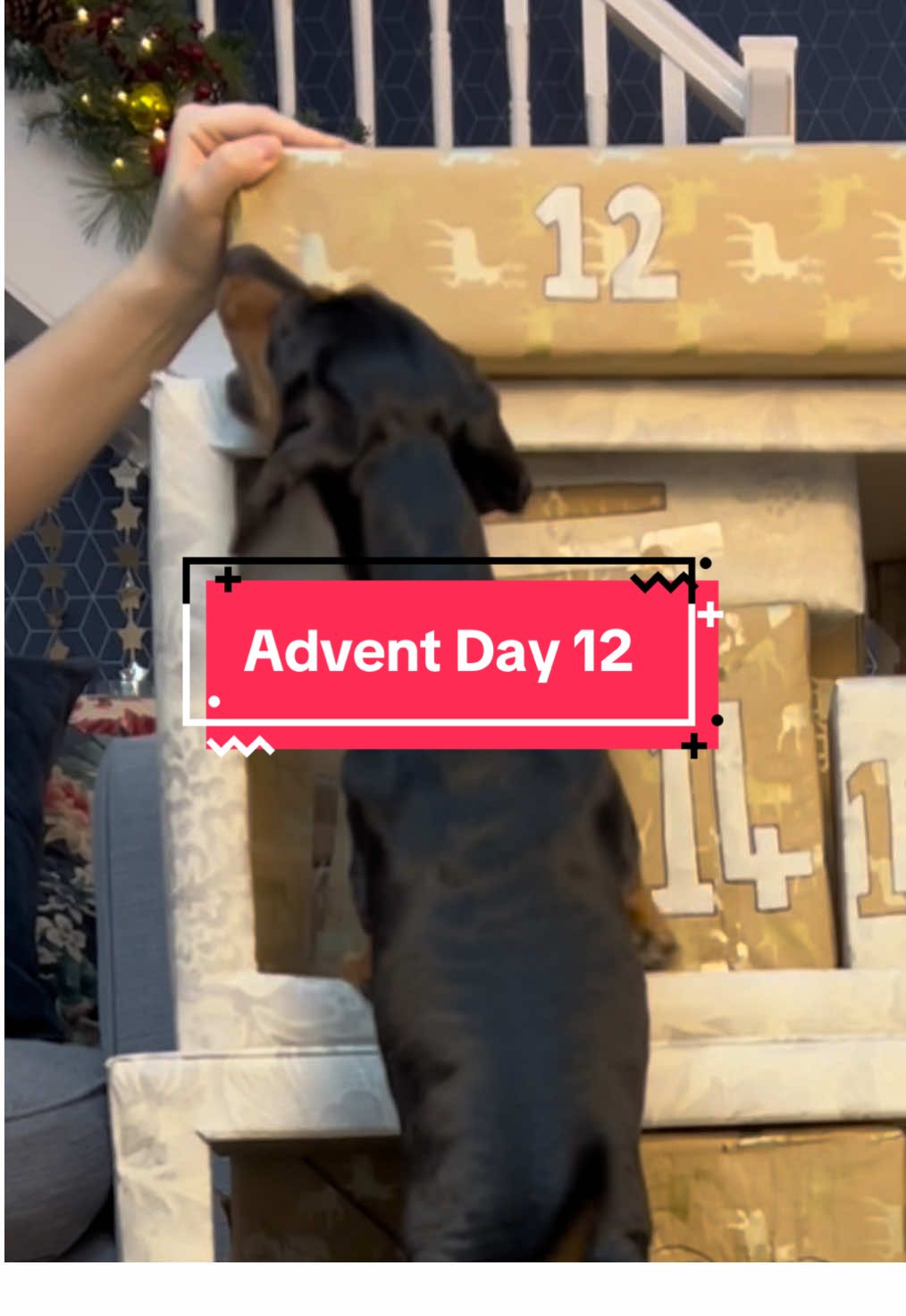 We’re not a fan of todays toy 😅  #adventcalendar #unboxing #christmas #sausagedog #dachshund 