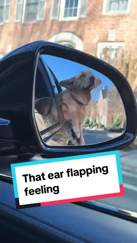 Flappin’ in the breeze  #dogsoftiktok #goldenretriever #goldenretrieverlife 