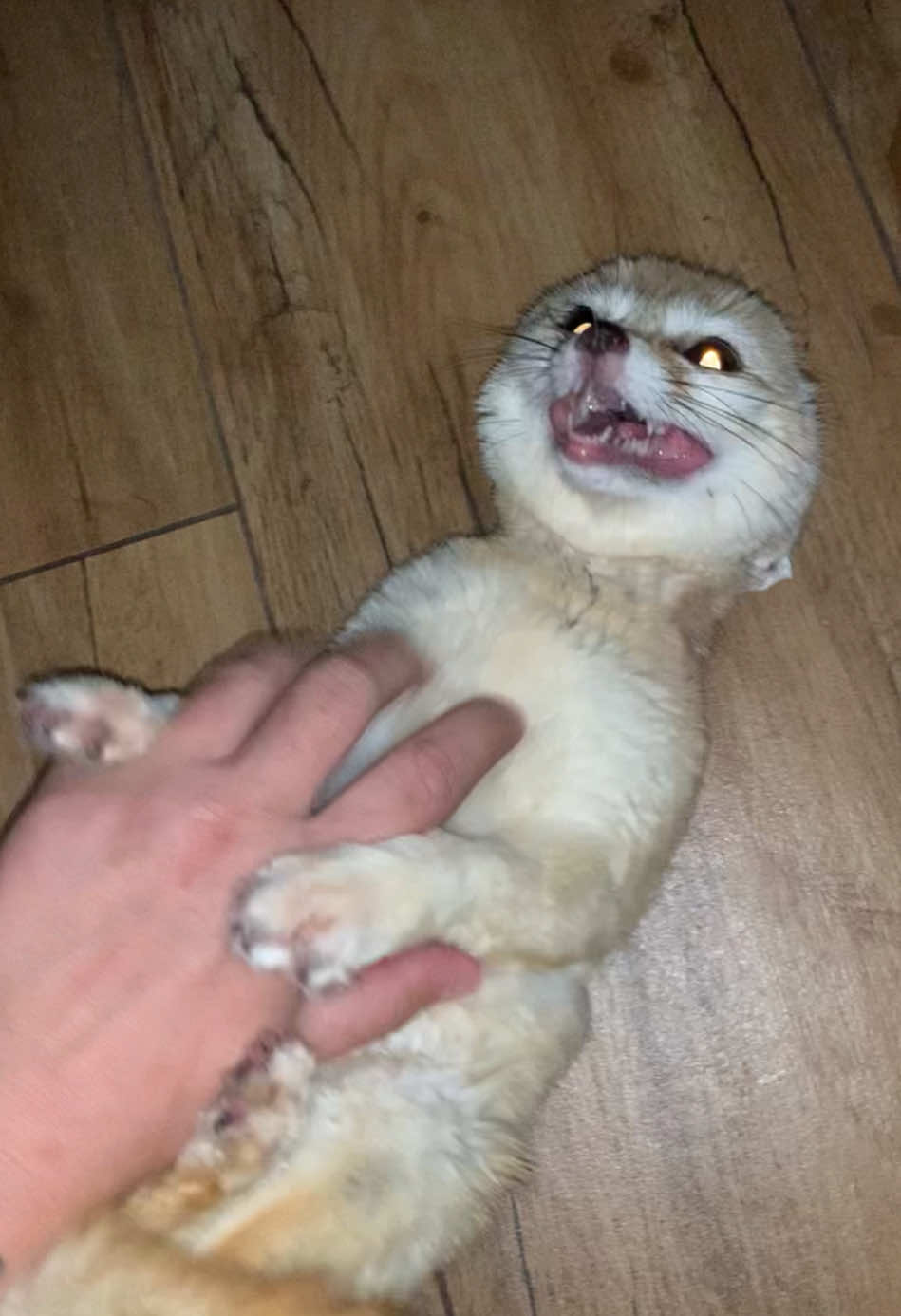#лиса #фенек #fox #fennec #лисенок #дикиеживотные #foxy 