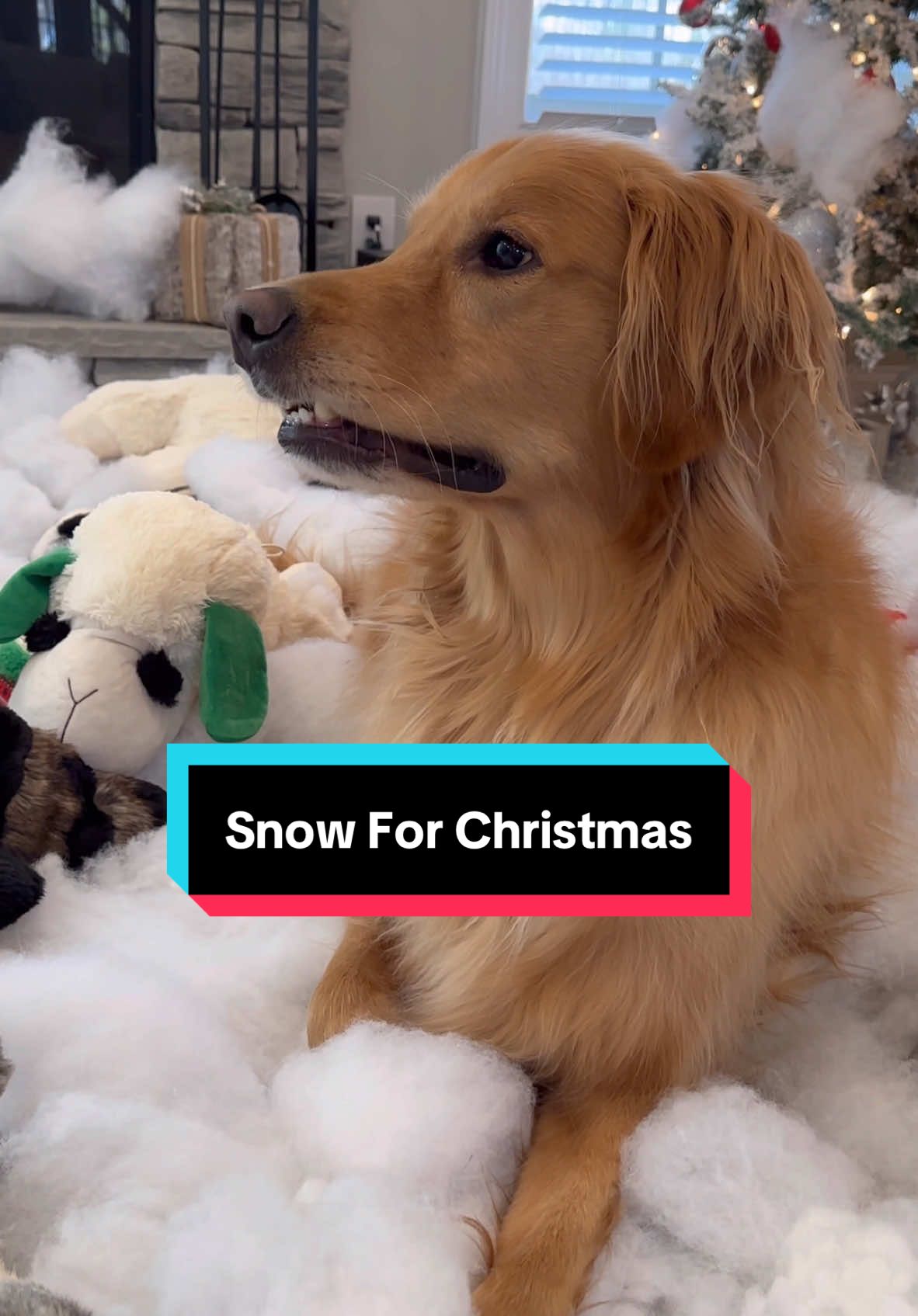 My dog made his own Christmas magic! #dog #goldenretriever 