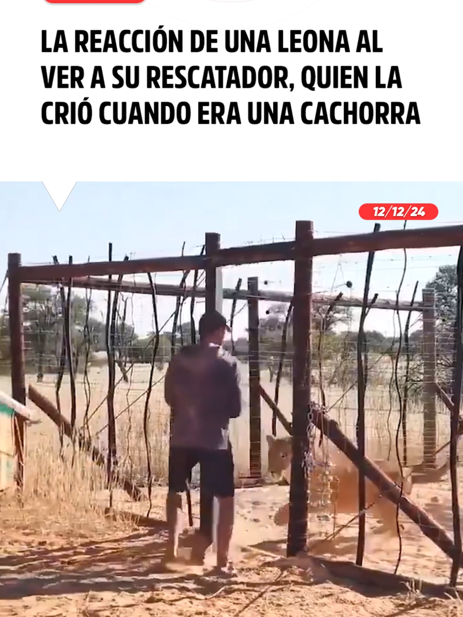 Así fue la conmovedora reacción de la leona al ver a su salvador, quien la ayudó a criarla cuando era una cachorrita #Unitel#Leona#Salvador#Cachorrita#MundoAnimal#Felicidad#Agradecimiento