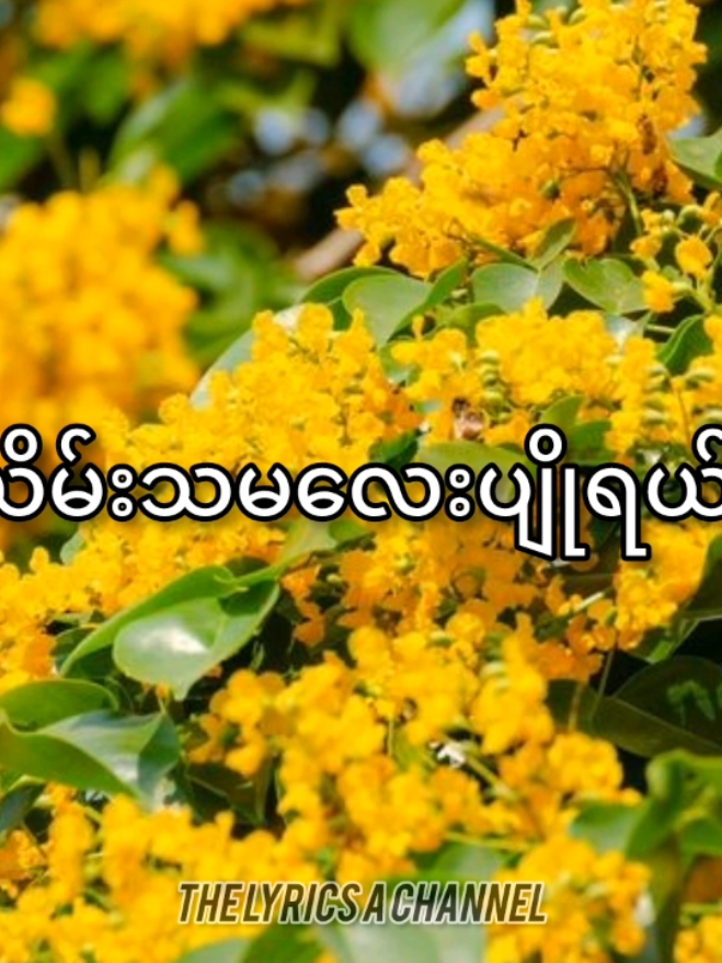 အရင်လိုသင်္ကြန်ကျချင်‌နေပြီဗျာ.. #ယိမ်းသမလေးရေ #သင်္ကြန် #သင်္ကြန်သီချင်းလေးနဲ့  #ရောက်ချင်တဲ့နေရာရောက်👌 #foryou #fyp #myanmarsong #lyrics #lyricsvideo 