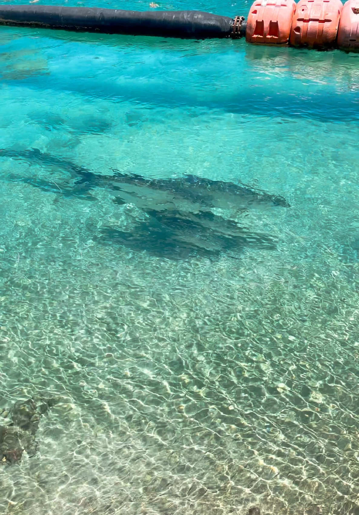 School of big tarpon I found a while back. They were just chilling hanging around!  #urbanfloridafishing #southfloridafishing #floridafishing #bassfishing #fishingvideos #freshwaterfishing #canalfishing #fishing #saltwaterfishing #tarponfishing #snookfishing #inletfishing