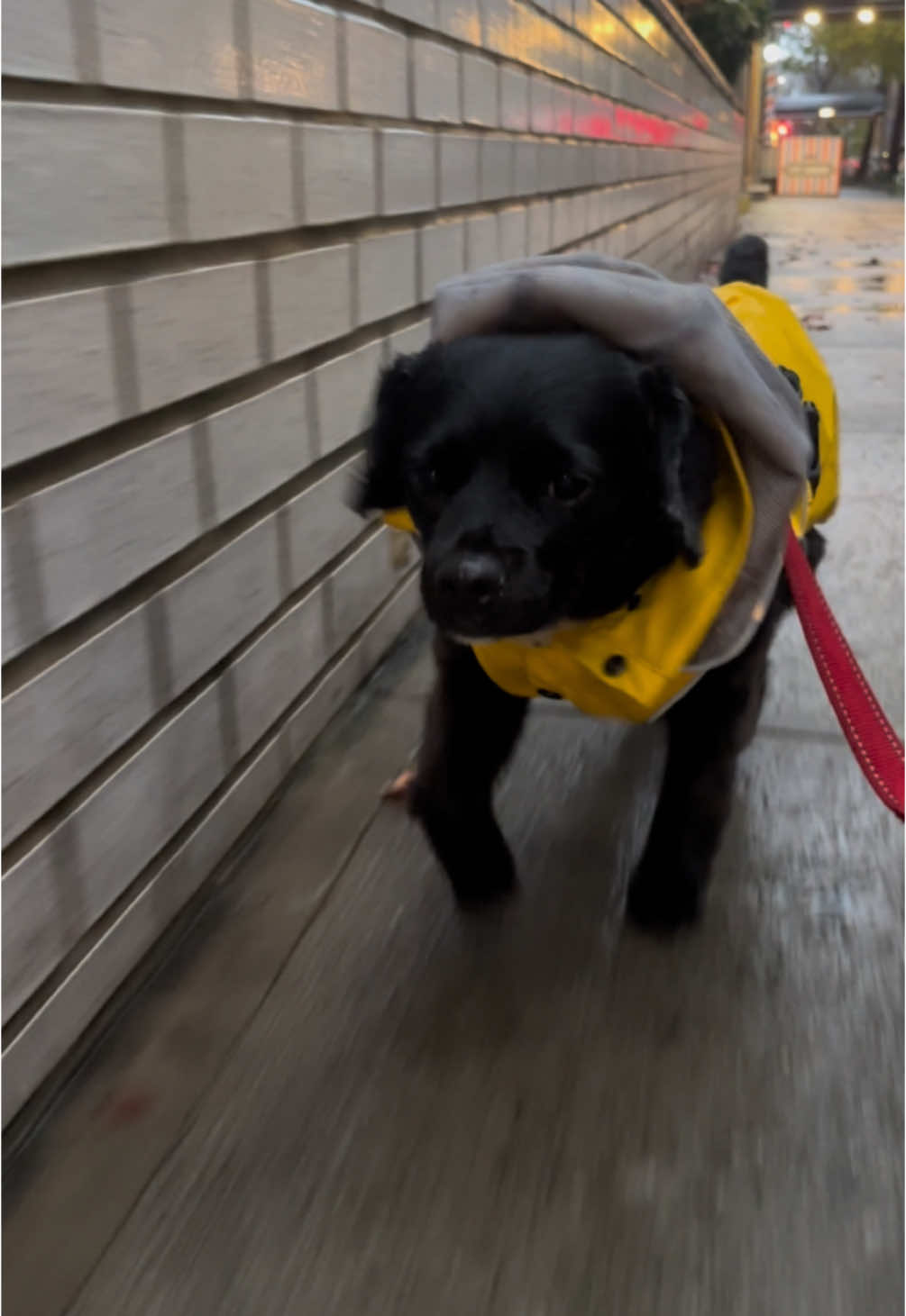 Struttin’ my way on over to you! #dog #dogsoftiktok #squilliam #struttin #rain #rainyday 