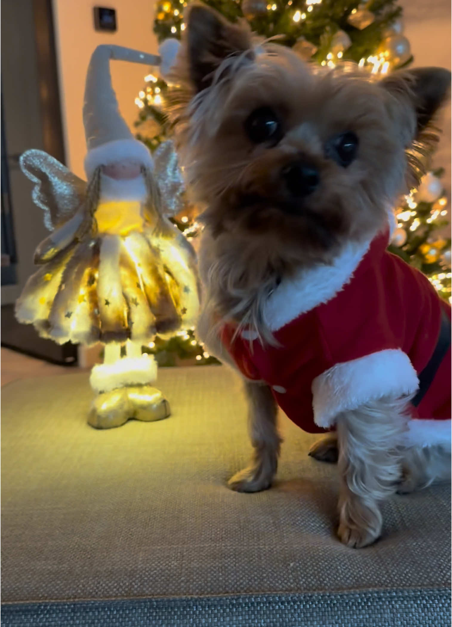 #FrenkieTheYorkie #FrenkieTheYorkieAdventures #FrenkieTheYorkieFun #fyp #YorkiesOfTikTok #YorkieNation #YorkieLove #YorkshireTerrier #ChristmasYorkie #SantaPaws #HolidayVibes #FestiveFrenkie #YorkieInStyle #ChristmasMagic