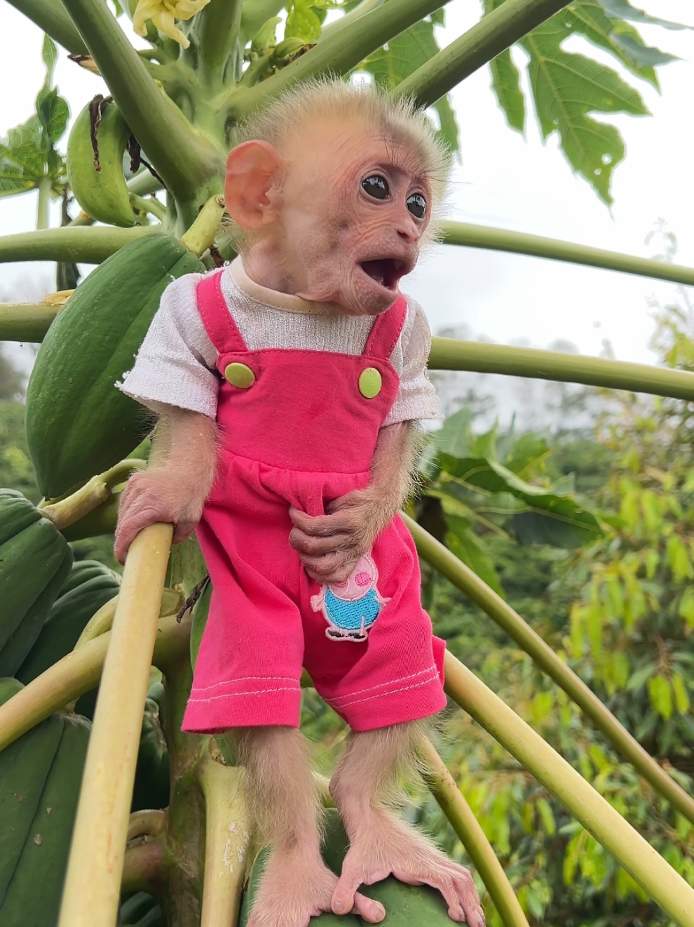 Cute baby monkey Moon! #monkey #monkeydluffy #monkeysoftiktok 