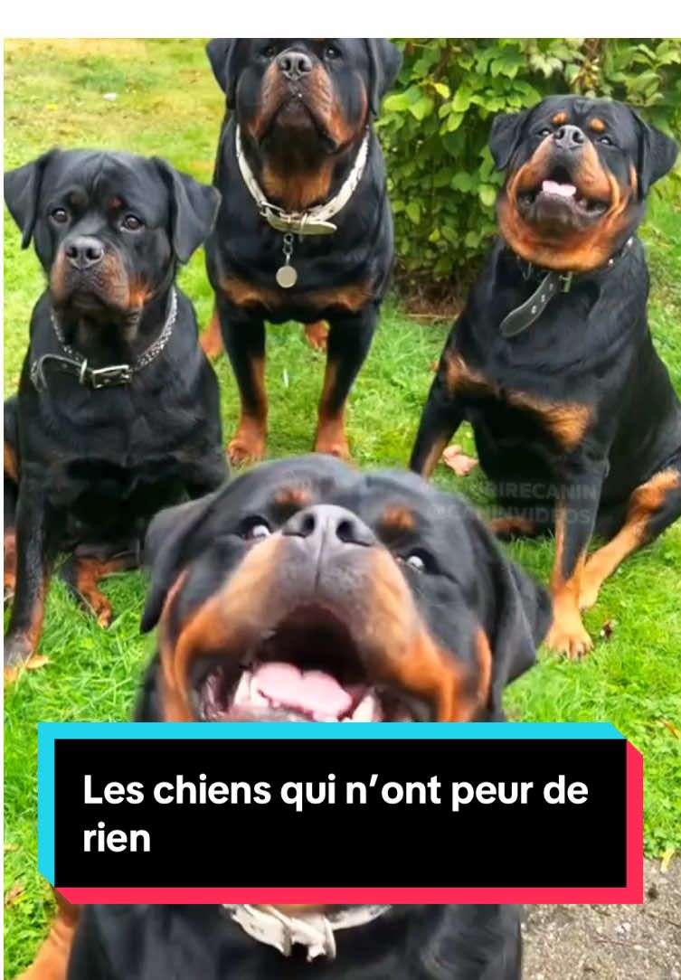 Certains chiens semblent n’avoir peur de rien et incarnent le courage à l’état pur. Dans cette vidéo, découvre trois races réputées pour leur bravoure et leur détermination. Du Malinois, souvent choisi pour les missions dangereuses, au Rottweiler, protecteur fidèle et intrépide, en passant par une race légendaire que je te laisse deviner, ces chiens sont de véritables héros dans l’âme. Leur loyauté et leur force de caractère en font des compagnons exceptionnels, prêts à tout pour protéger leur famille. Alors, à ton avis, quelle est la troisième race de ce classement ?