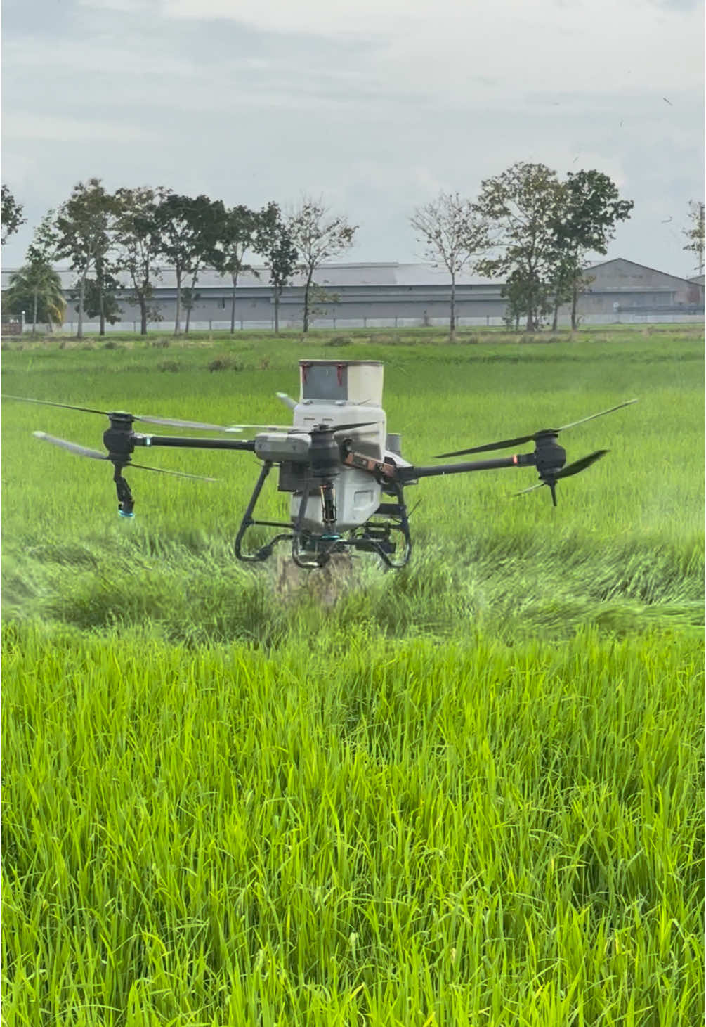 Cerita hari ini. Hopper gate tak buka. Bateri dah nak habis baru perasan🤣. Nak tarik balik, dia driff dan terhempas. Mujur prop FC 30. Terhempas pun masih selamat. #djiagrast40 #djiagrast20p #djiagriculture #djiagrast50 #djiagrast25 #djiagrast30 