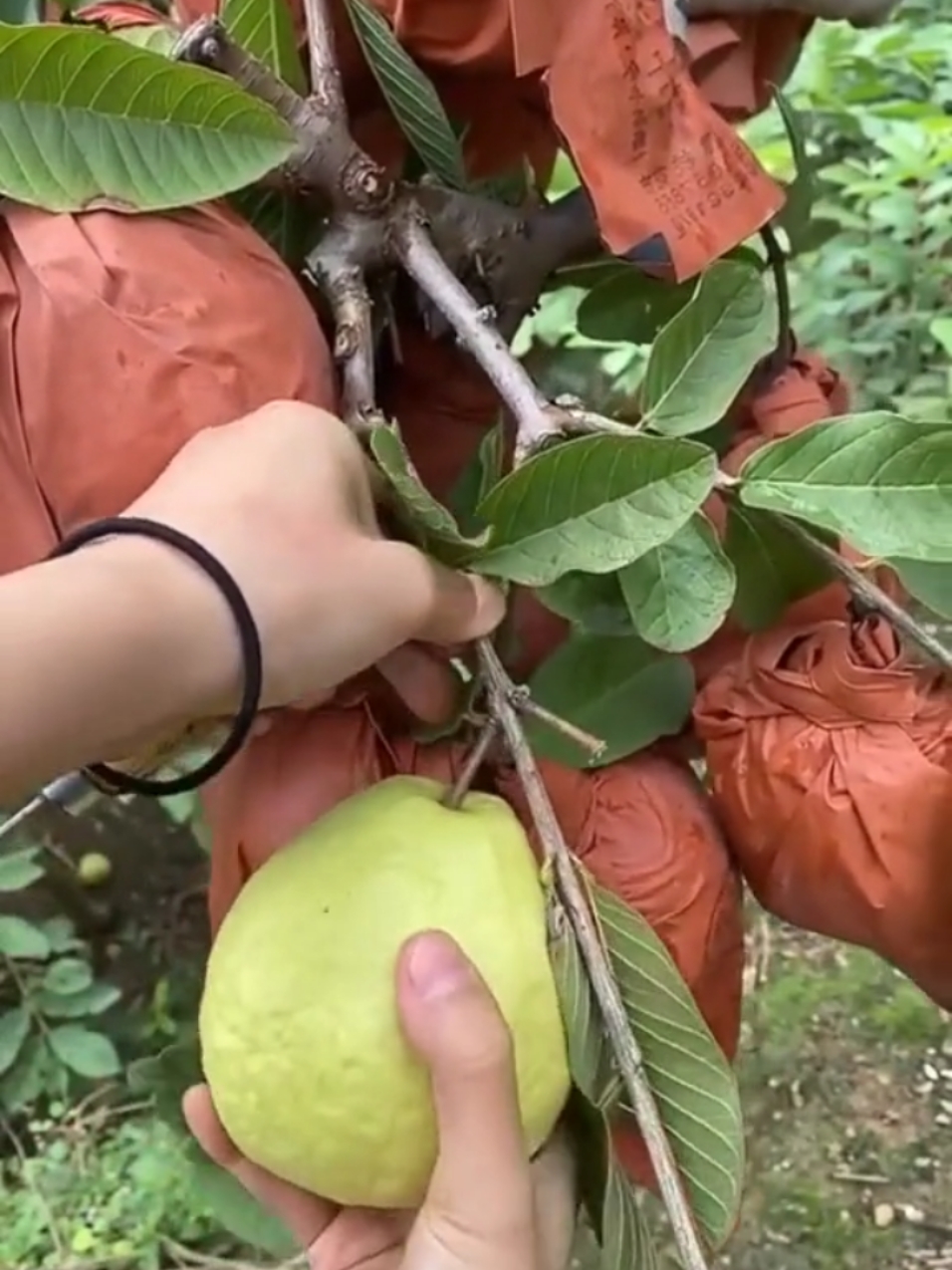 Omg 1 minute 😱 !! #asmr #fruit #fruits #LIVEHighlights #LIVEIncentiveProgram #PaidPartnership 