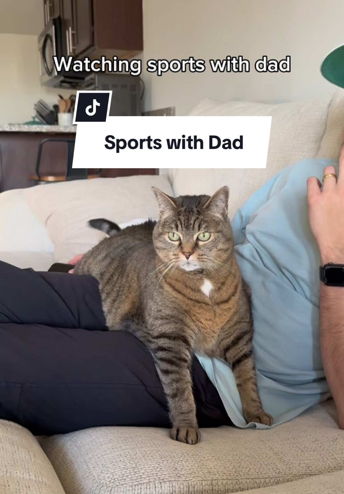 Less sports. More pets!!!! Who else hates sports? #sassycat #fatcat #funnycat #cattok #CapCut