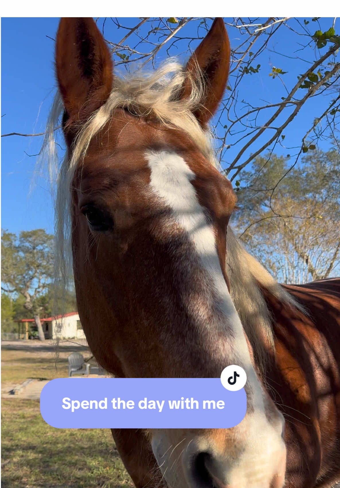 Basically start the day with horses and end the day with the horses  #horses #quietlife #dayinthelife 