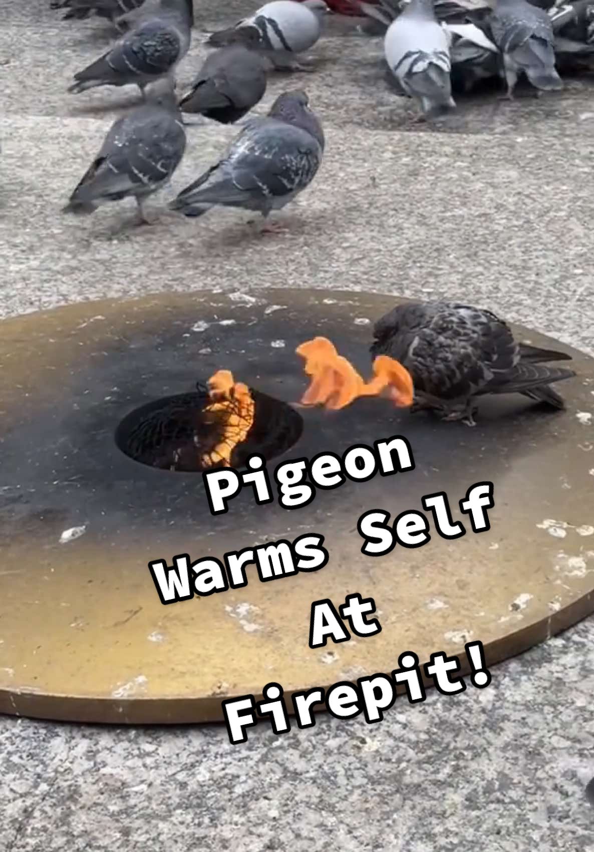 City pigeons are built different in every way, truly! 🐦🔥 (Via - @Miranda Y'vonne) #Pigeons #Birds #PigeonsOfTikTok #Chicago #fypシ 