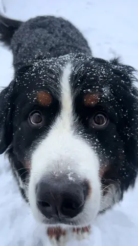 Another snowy day = willard not coming inside ❄️ #goodboy #dog #willard #dogsoftiktok #puppytiktoks #bernesemountaindogpuppy #bernesepuppy #foryou #fyp #bernesemountaindog #christmas 