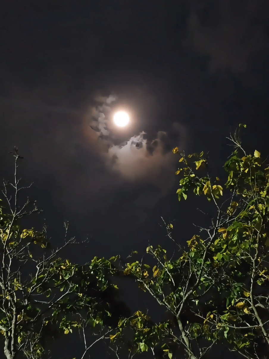 The moon ascends with gentle glow, On clouds, where hidden faces show, They dance in whispers, soft and slow, A dreamy world where secrets flow. #jrnaturescapture #ohmydot #moon oon #WindyNightVibes #NatureWhispers #MoonlitMagic #NatureLovers #UnderTheMoonlight #PoetryOfNature #NatureVibes #NighttimeSerenity #NatureInspires #WindAndWhispers #MoonlightGlow #NatureSoul #PeacefulNature #EarthAndSky #NaturalBeauty #innerpeace #foryou #foryoupage #fypviral #fyp #fypage #fypシ゚ #inspiredawesomelife #celebratelife 