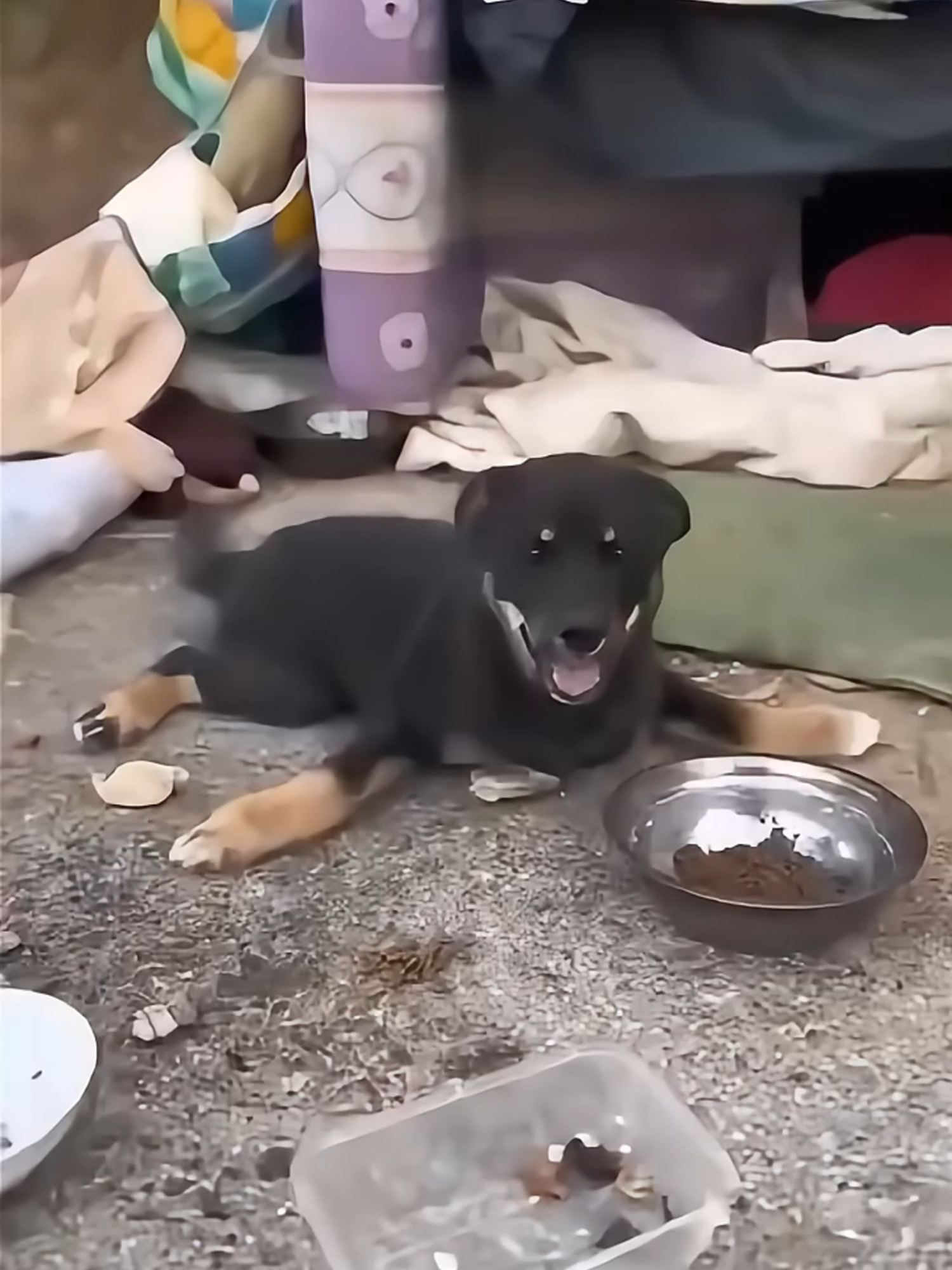 Rescue of a congenitally disabled puppy abandoned by its owner in the middle of the street#animals #dog #sosad #sad #poor #trending #danger #blessings #scared #suffering #blessing