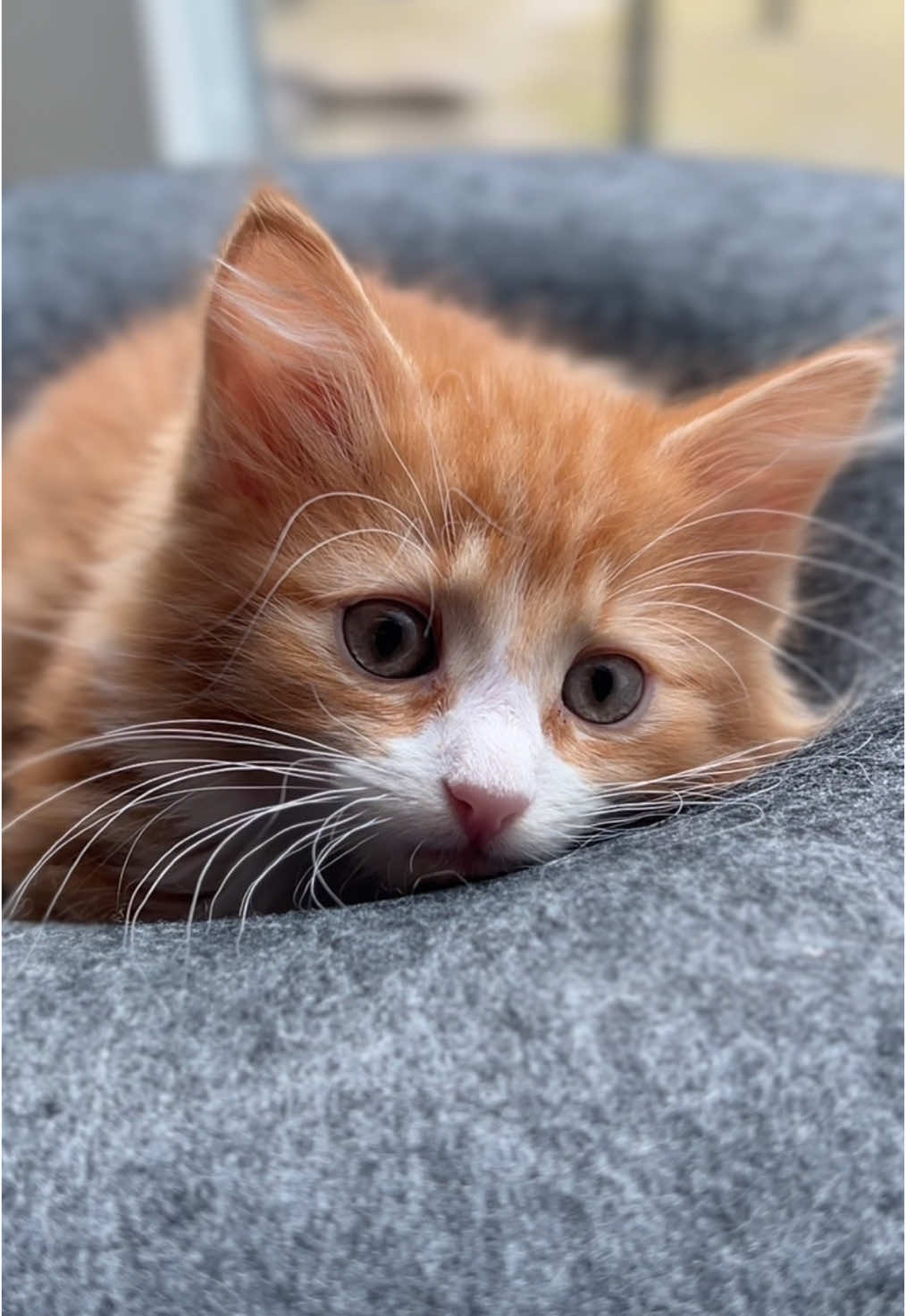 Never knew time could pass so quickly 😭🥺 #cat #cats #catsofinstagram #catsoftiktok #cattok #catslovers #kitten #kittens #kittensoftiktok #kittensofinstagram #kittentok #orangecat #gingercat #orangekitten #gingerkitten #8monthkitten #eightmonthsold #catgrowingup #cutekitten #neemocat #bemocat #cheesecat 