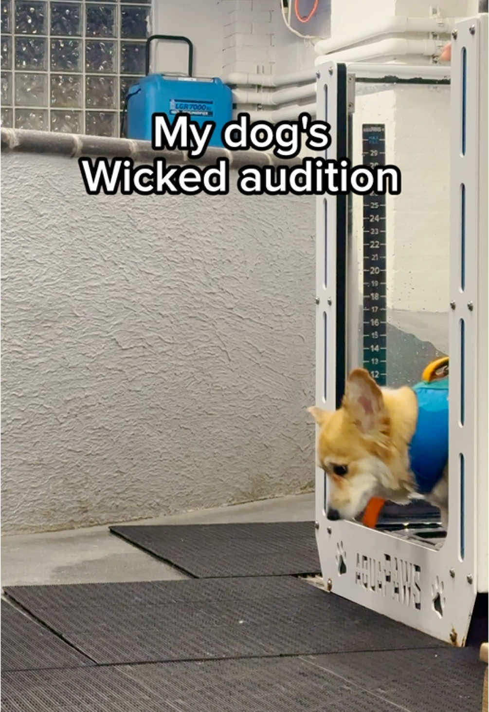 EVERYONE DESERVES THE CHANCE TO FLY!! #dogsoftiktok #wicked 