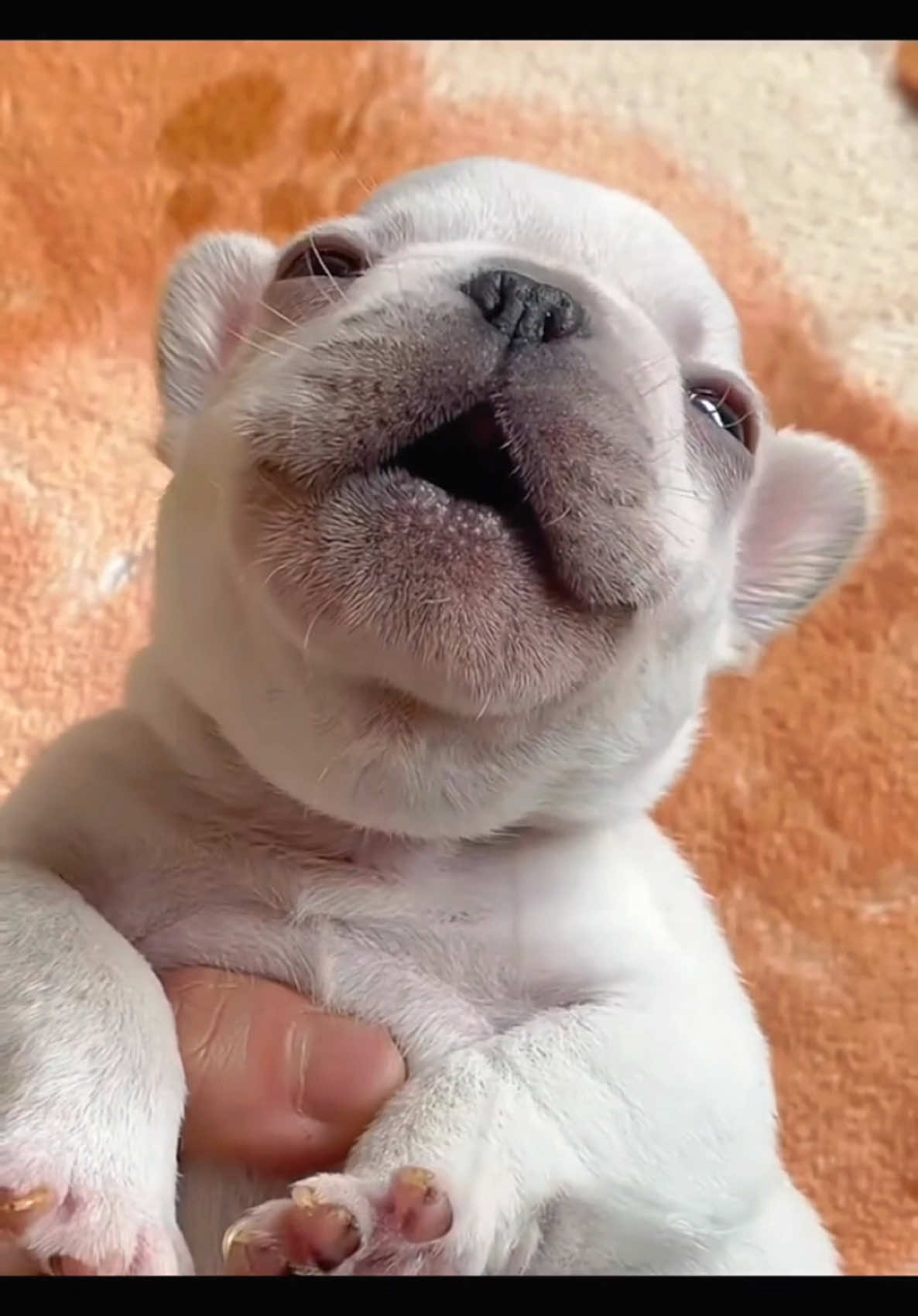 𝐆𝐦𝐚𝐢𝐥 𝐯𝐨𝐢𝐜𝐞 𝐮𝐩𝐠𝐫𝐚𝐝𝐞𝐝 😂 #dogsvideo #top #dogsofinstagram #dogsoftiktok #animetiktok #dog #frenchbulldog #puppydog #animetiktok #dog #uktiktok #uktiktok #frenchbulldog #funny 