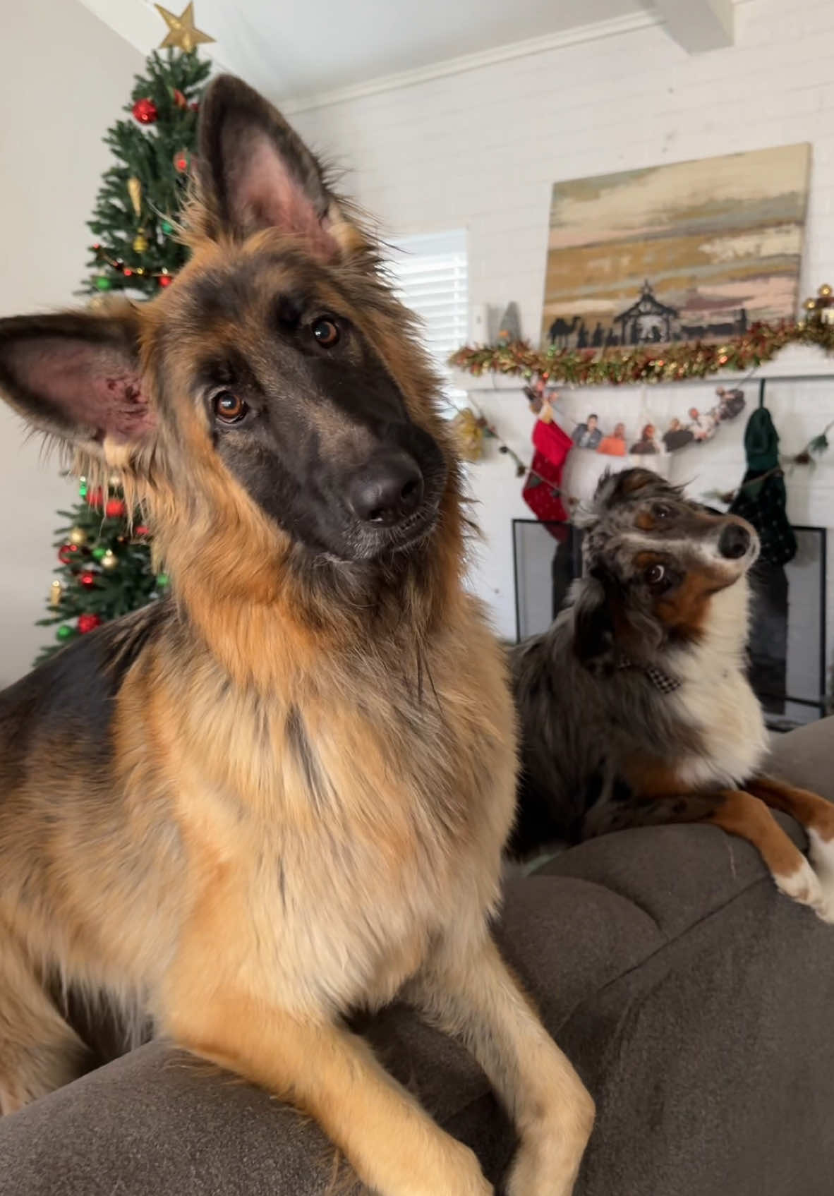 Drama queens #dogsoftiktok #duv #bruce #australianshepherd #germanshepherd #dog #dogsounds #soundsfordogs 