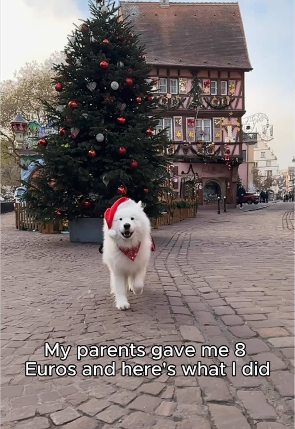 Day 12 of my dog‘s daily adventures 😍❤️ #samoyed #dog #colmar #france #strasbourg  #christmas 