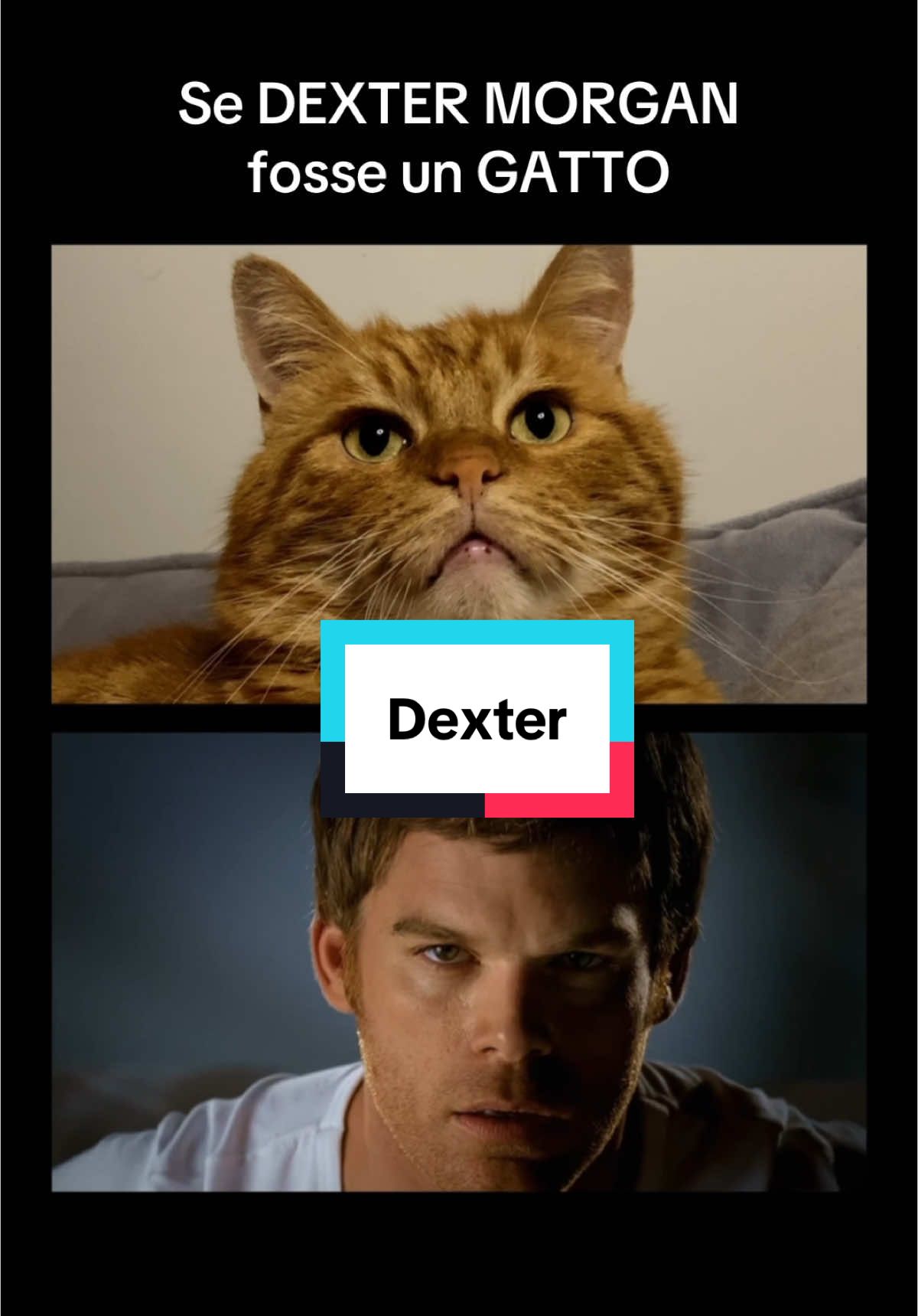 #gatto #gatti #dexter #dextermorgan 