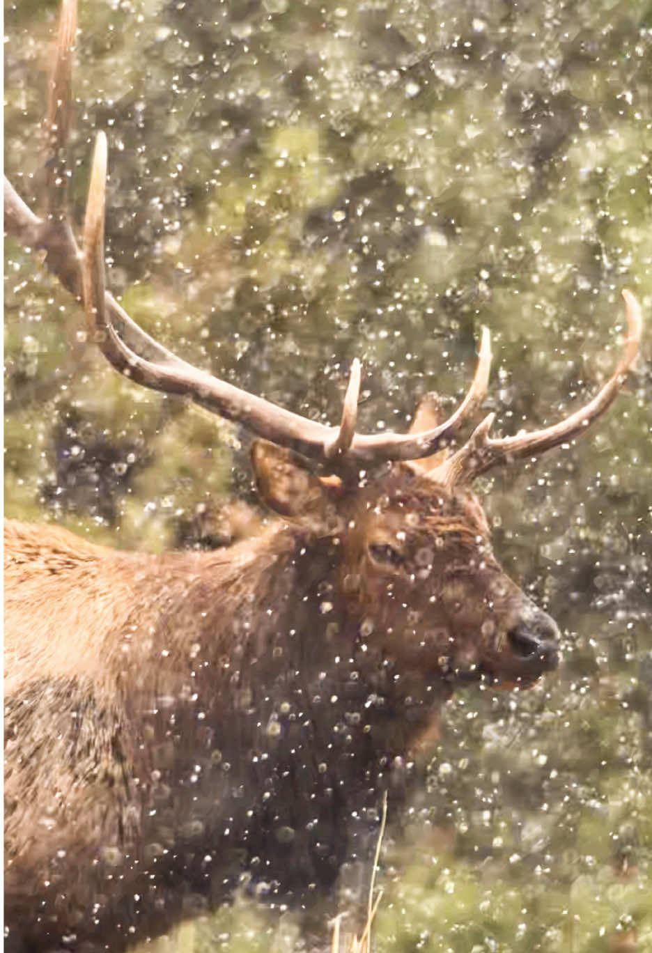 Winter in the Rocky Mountains🏔️❄️ #snowday #wildlifephotography #coloradoadventures 