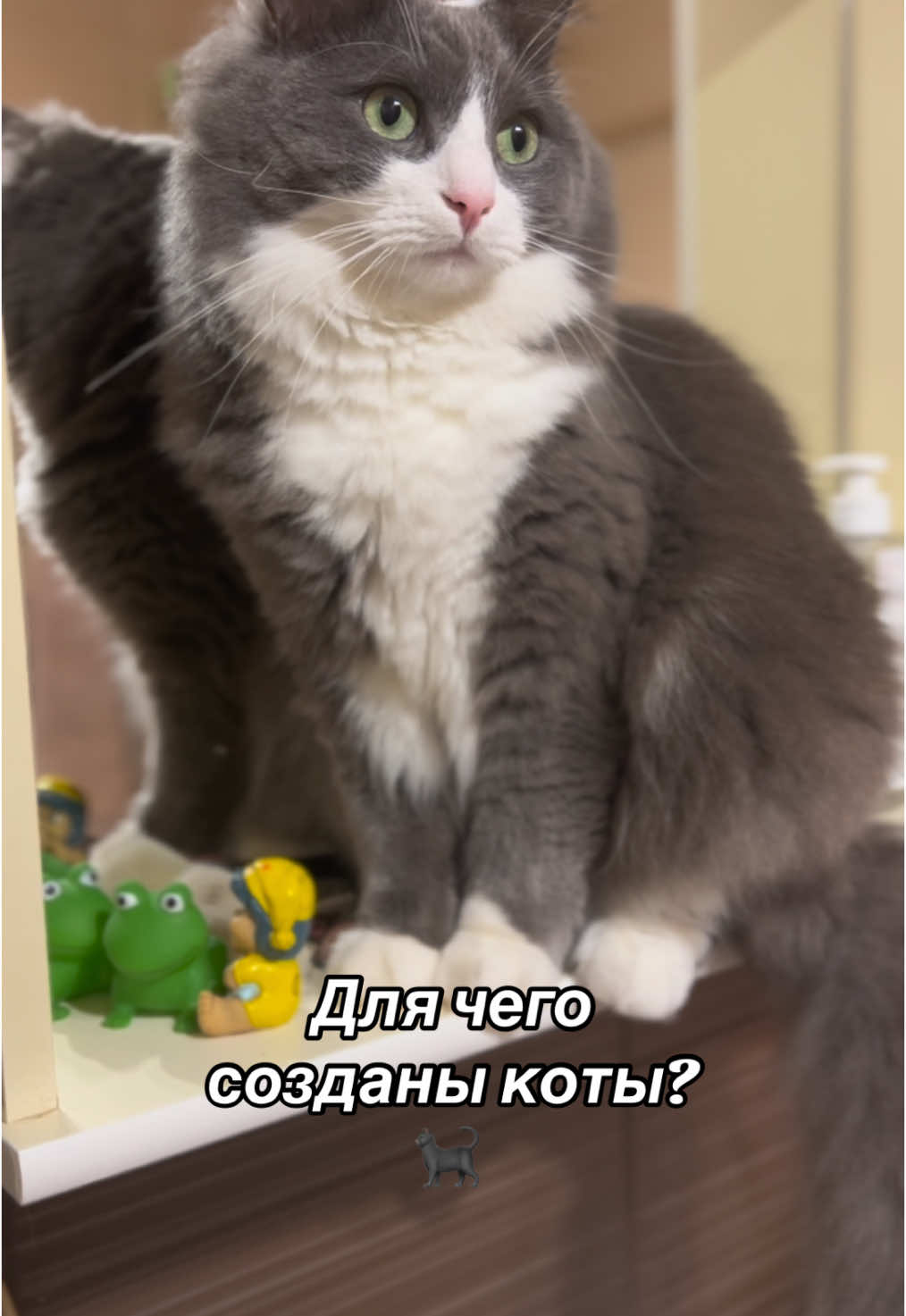 #кот #рекомендации 