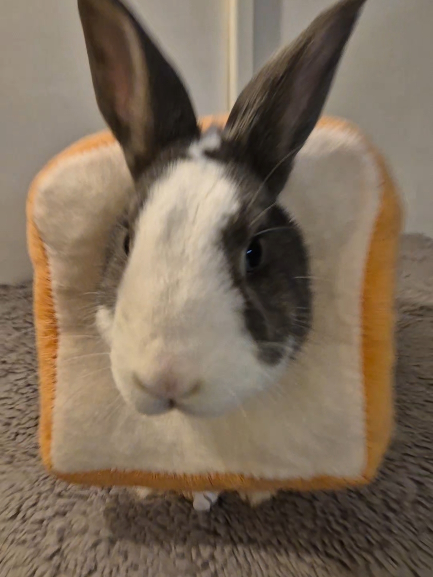 What my mum think I look like when I sleep with my paws under my body 😂🍞 #funnybunny #cutebunny #lapin #bunny #fyp #pourtoi 