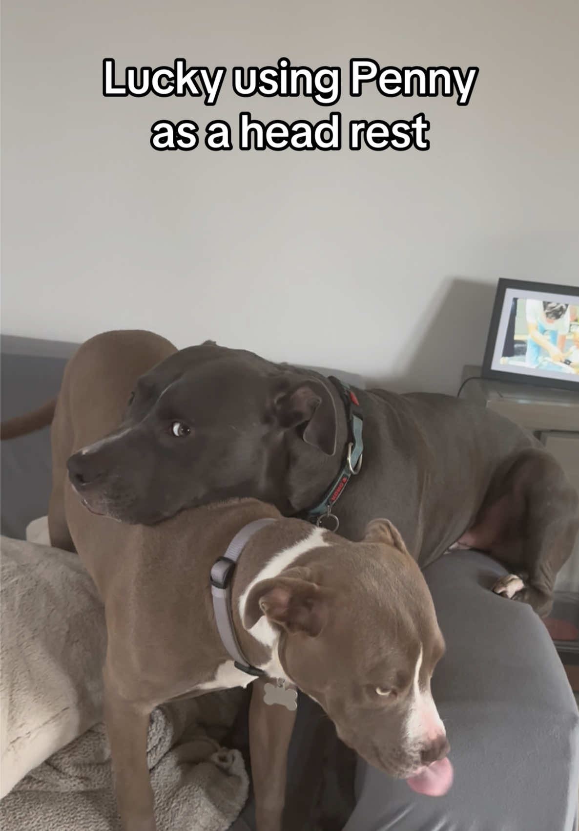 #funny #pitbulls #dogsoftiktok 