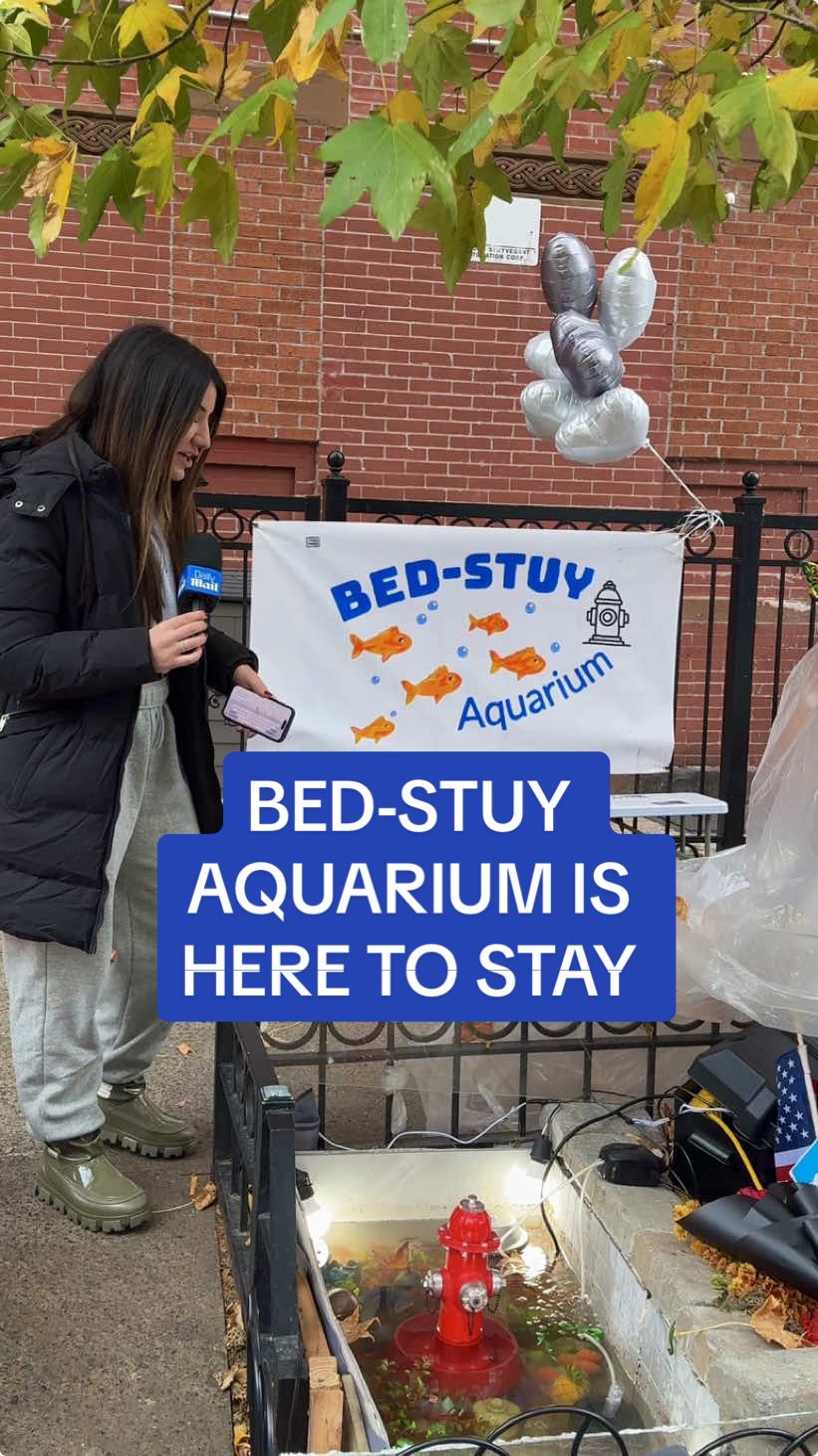 The beloved side-walk aquarium is back for the winter 🐠 It started out as a puddle full of fish under a leaky hydrant - then the city paved over it - now the neighborhood has come together once again to assure it's here forever #fish #bedstuy #brooklyn #newyorkcity #newyork 