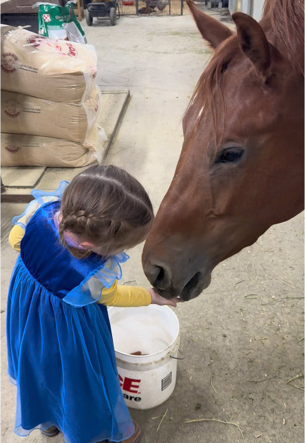 Dolce has gotten a bit intense with taking her small treats so grandma was there to assist #fyp #horse #barnlifeisthebestlife #horsesoftiktok #horsetok #horsetok🐴 #toddler #toddlersoftiktok #viral #blessed #toddlermom 