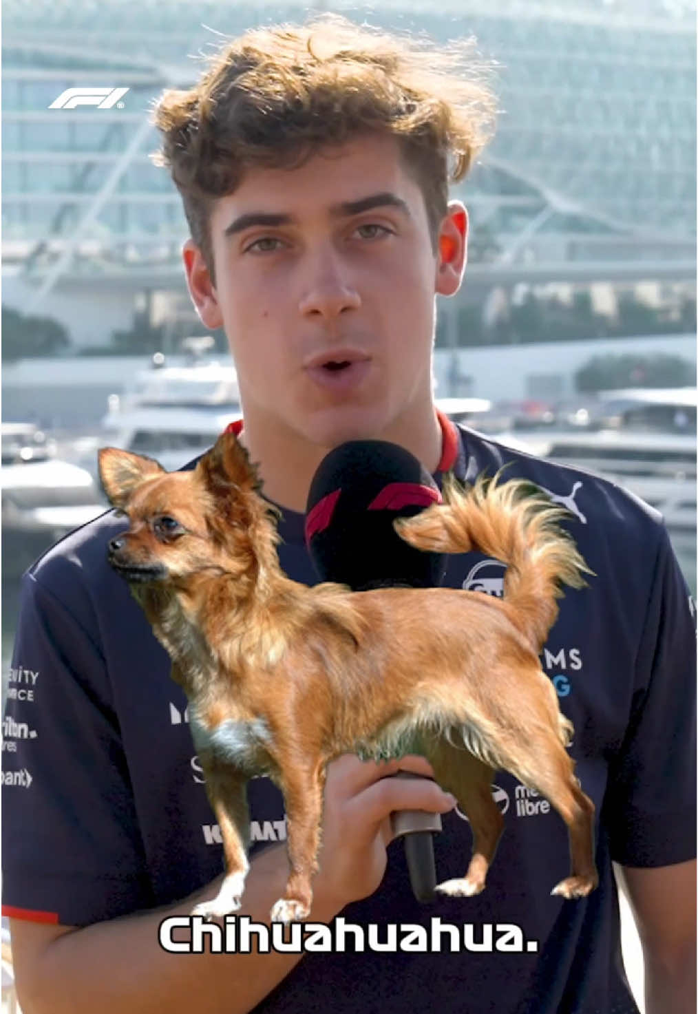 a chihuahuahua to you too @francolapinto 🙂‍↕️ #f1 #formula1 #francocolapinto #williamsf1 #argentina 