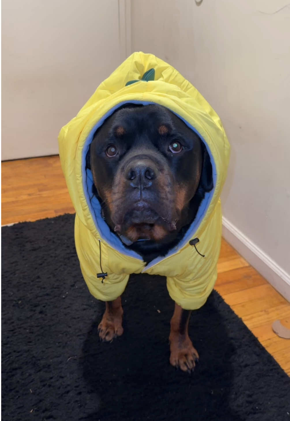 LOVE THIS NEW JACKET 😍🥰 #rottweiler #rottie #PetsOfTikTok #dogsoftiktok #rottiesoftiktok #rottweilersoftiktok 