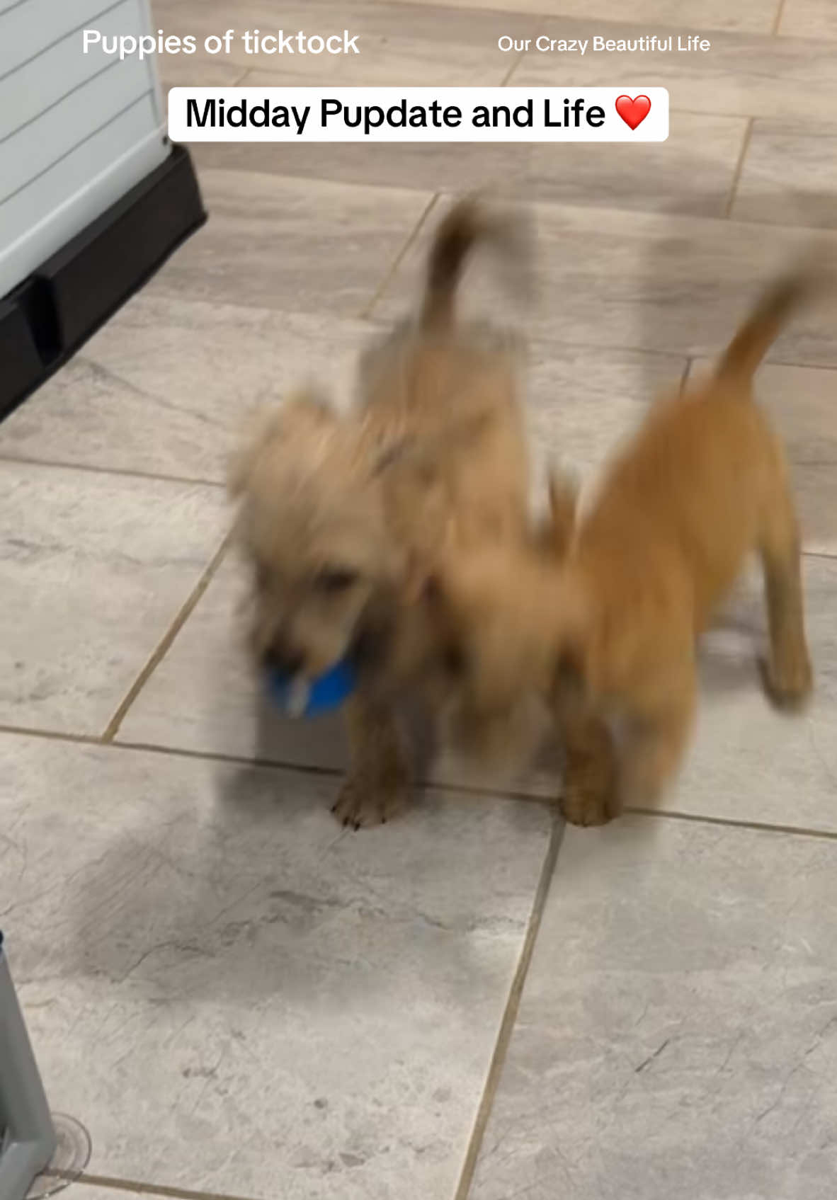 Midday Pupdate 🥰 #rescues #brotherandsistergirl💗💙 #americassweethearts #pupdate #ourcrazybeautifullife #puppiesoftiktok #fyp #creatorrewards 