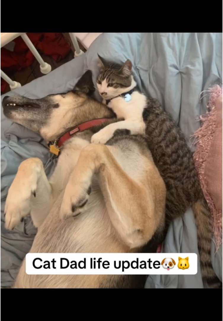 He is Mr. Mom 4Lyfe. And yes the cat is riding in the car like a dog and they have many other dog traits inherited by their father. No barking yet but still waiting 😂 #dogcat #catdad #fyp 