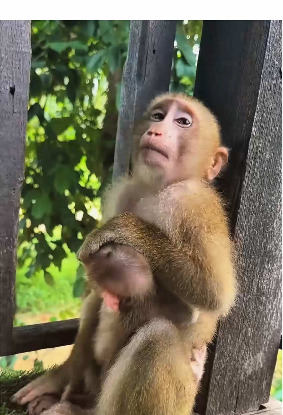 The poor baby monkey #monkey #monkeys #monkeysoftiktok #monkeydluffy #monkeybaby #animal #pet #paris #monkeytiktok #monkeyface #cutemonkey #wildlife #fyp #wildanimals #animals #nature 