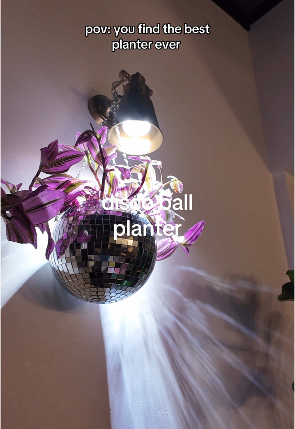 Ok but this is the perfect Christmas gift for plant lovers 🪩  We love a disco ball in our house and this plant is loving its new life just under a grow bulb in our disco ball hanging planter!  #houseplantsoftiktok #houseplantcommunity #plantparent #houseplant #houseplants #houseplantclub #houseplantlover #houseplantscheck #planttiktok #houseplantlove #houseplantcare #PlantTok #houseplanttips #planthacks #plantparenthacks #discoball 