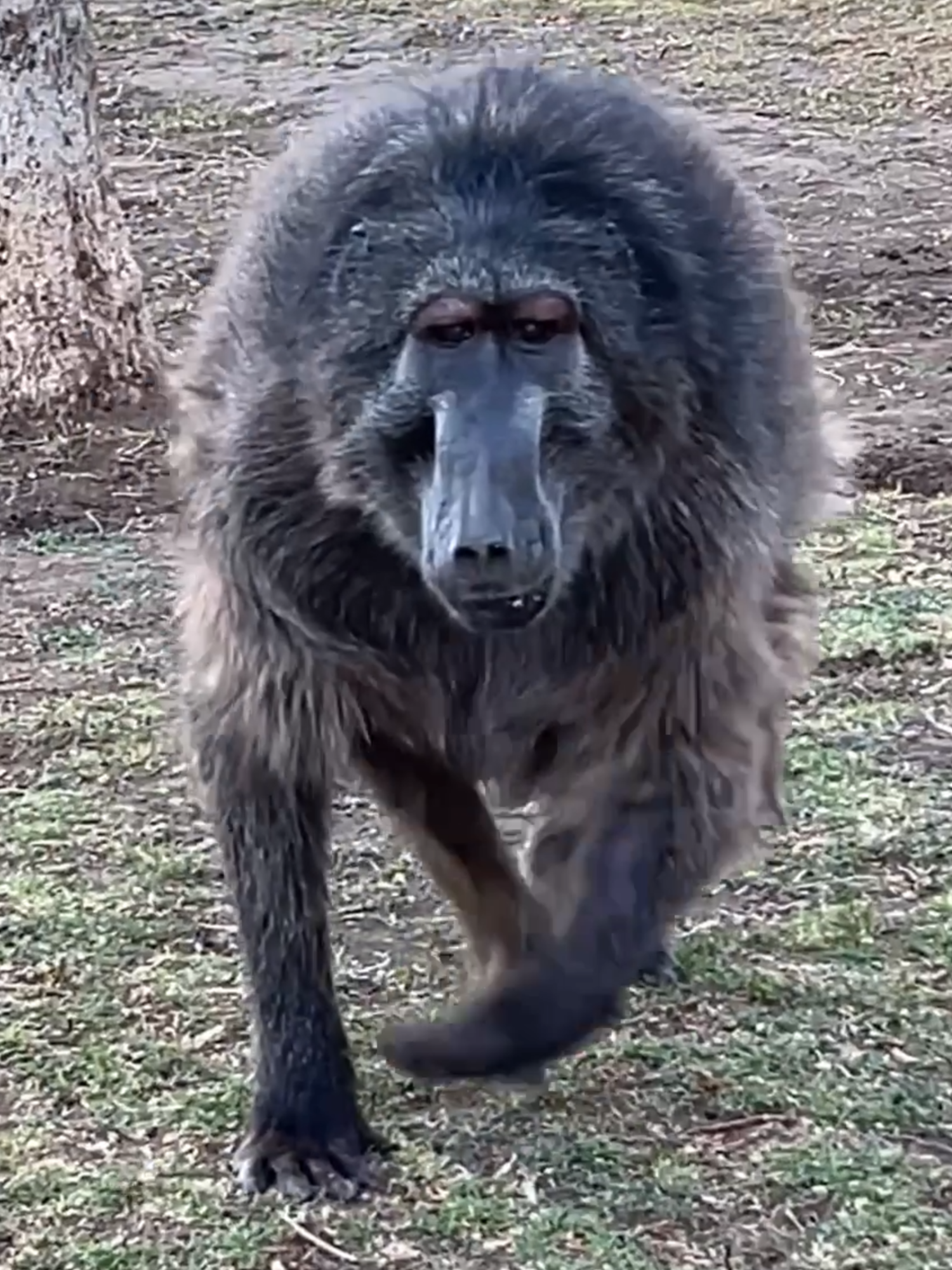 Cindy the Baboon was NOT happy about me touching her warthog babies 😅 (Cindy is blind so she is using hearing to chase me) #animals #funnyanimals #funnytiktok #animalsoftiktok