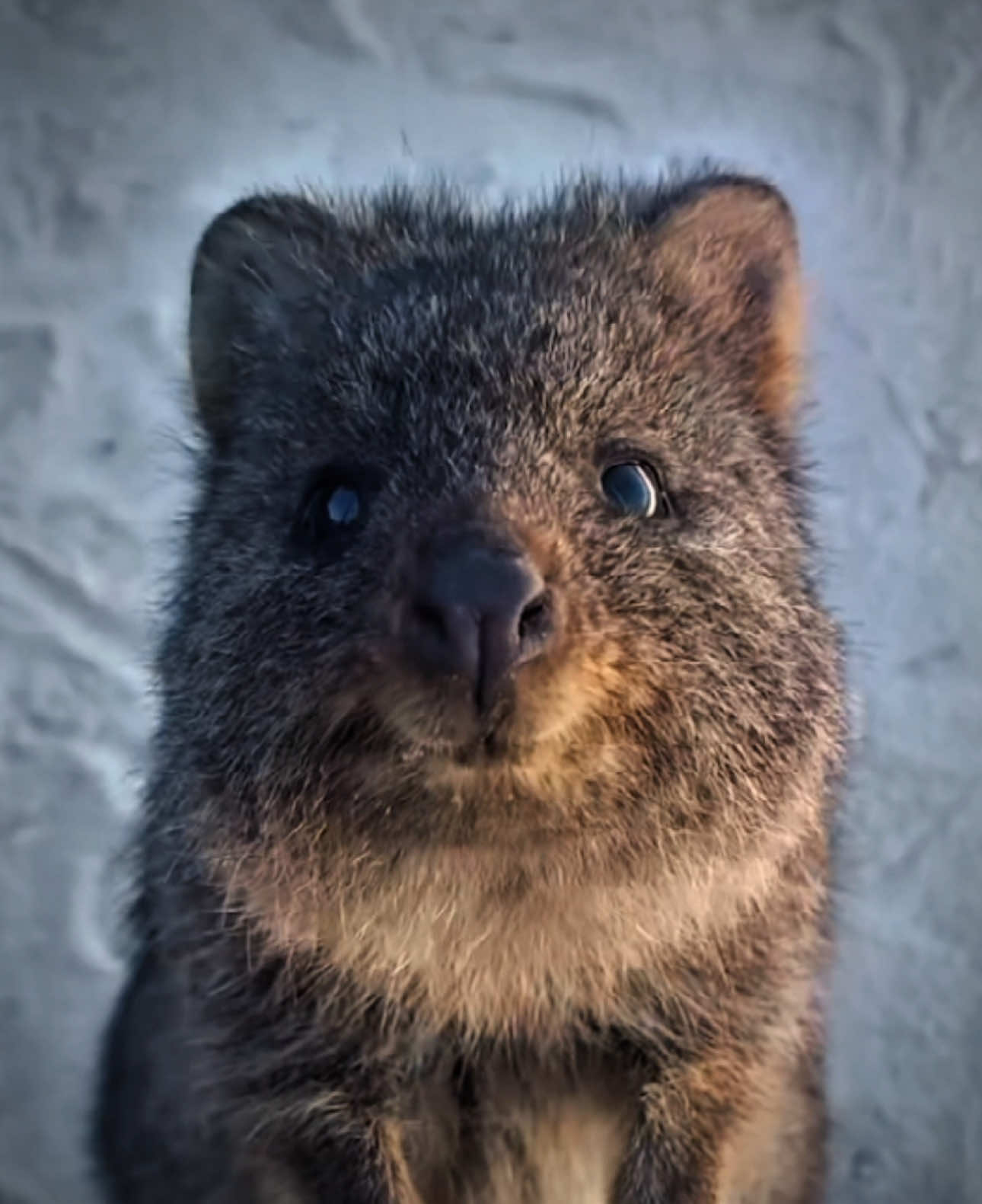 Might be the cutest animal ever.  Found mainly on rottnest island. #Quokka #happy #australia #cute #animal #hope #fyp #fypシ゚ #fypツ #edit #viral #editor #editing #viral_video #CapCut 