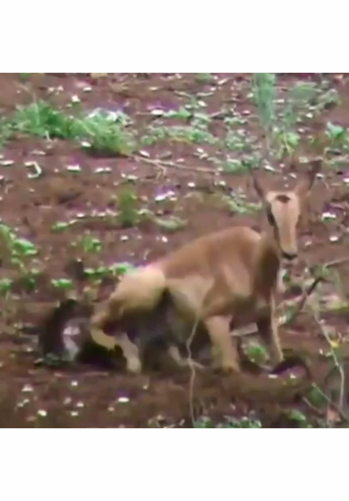 Poor gazell 🥲 it’s nature  Credit@animals.of.africa