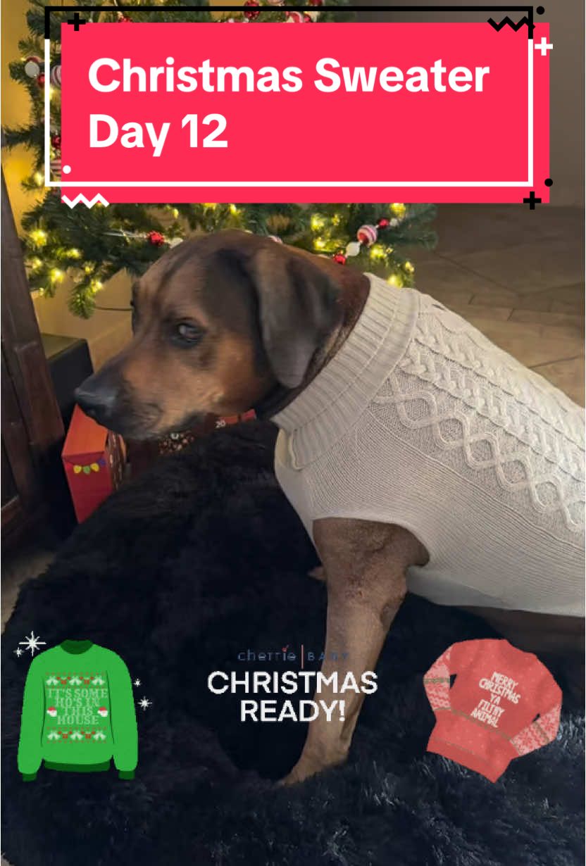 Day 12 of our Christmas sweater countdown.  The side eye 🤣🤣🤣.#christmassweater #christmasoutfit #christmasootd #dogchristmassweater #cuteholidayoutfit #fyp #foryoupage 