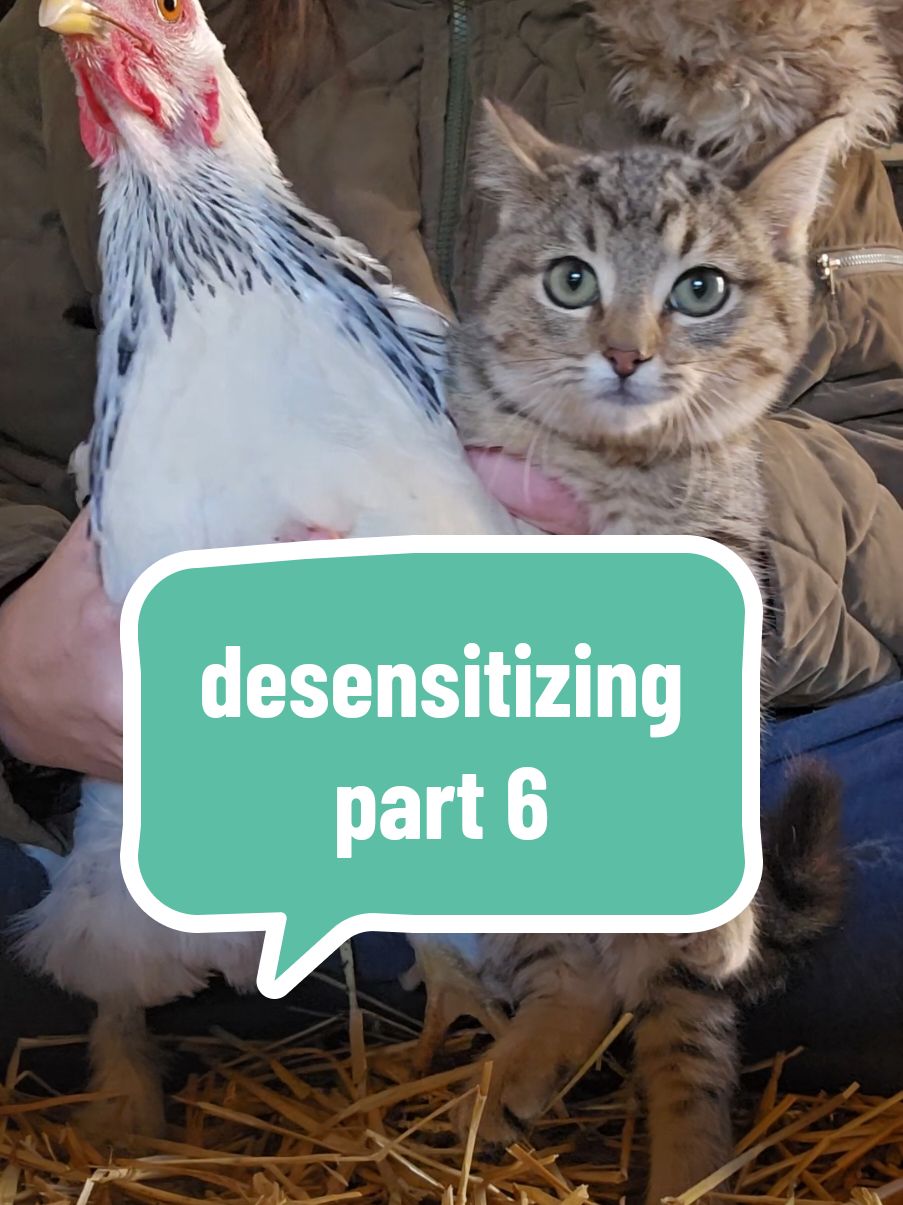 I'm not sure who is a bigger risk to who these days. #soup #soupthecat #chickens #dance #dancing #funnyanimals #chickentok #cattok #catsoftiktok #kitten #kittentok #barnkitten #desensitizing #friendsnotfood #barn #barndance #blackeyedpeas #millenial #genx #2000s #throwback