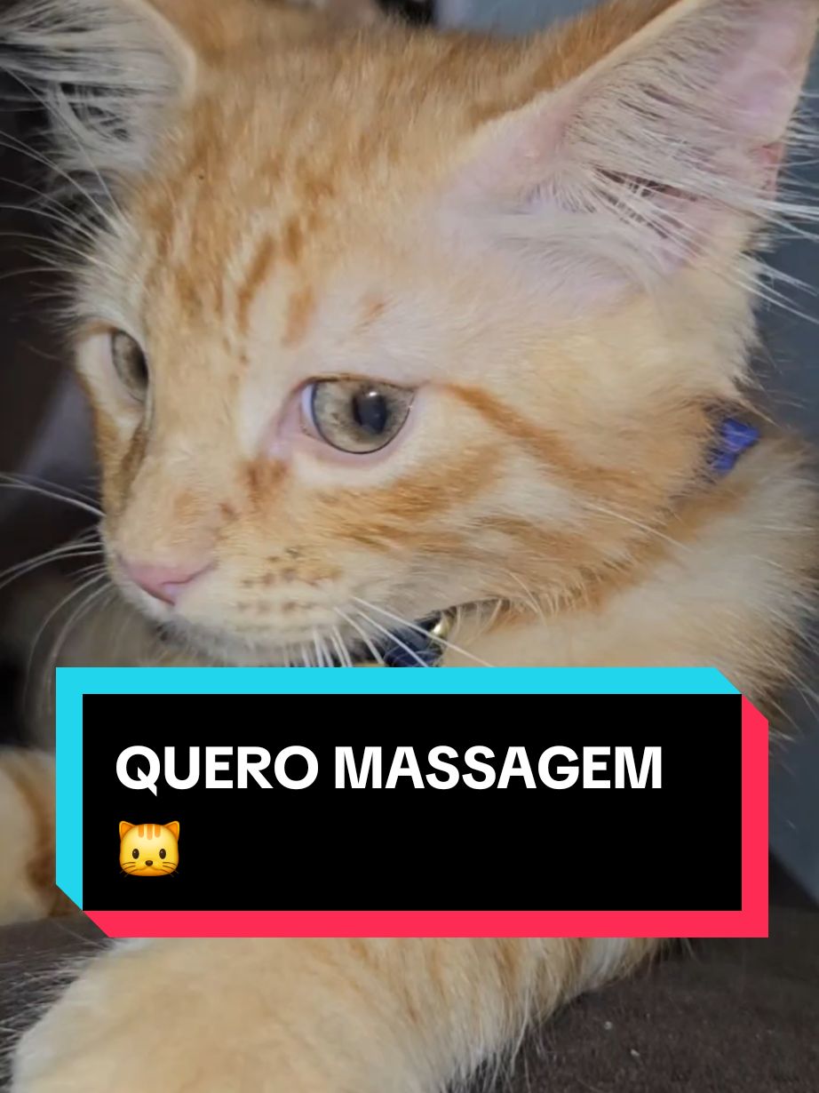 #gato #gatos #gatosengraçados #gatinhos #gatinho #fyp 