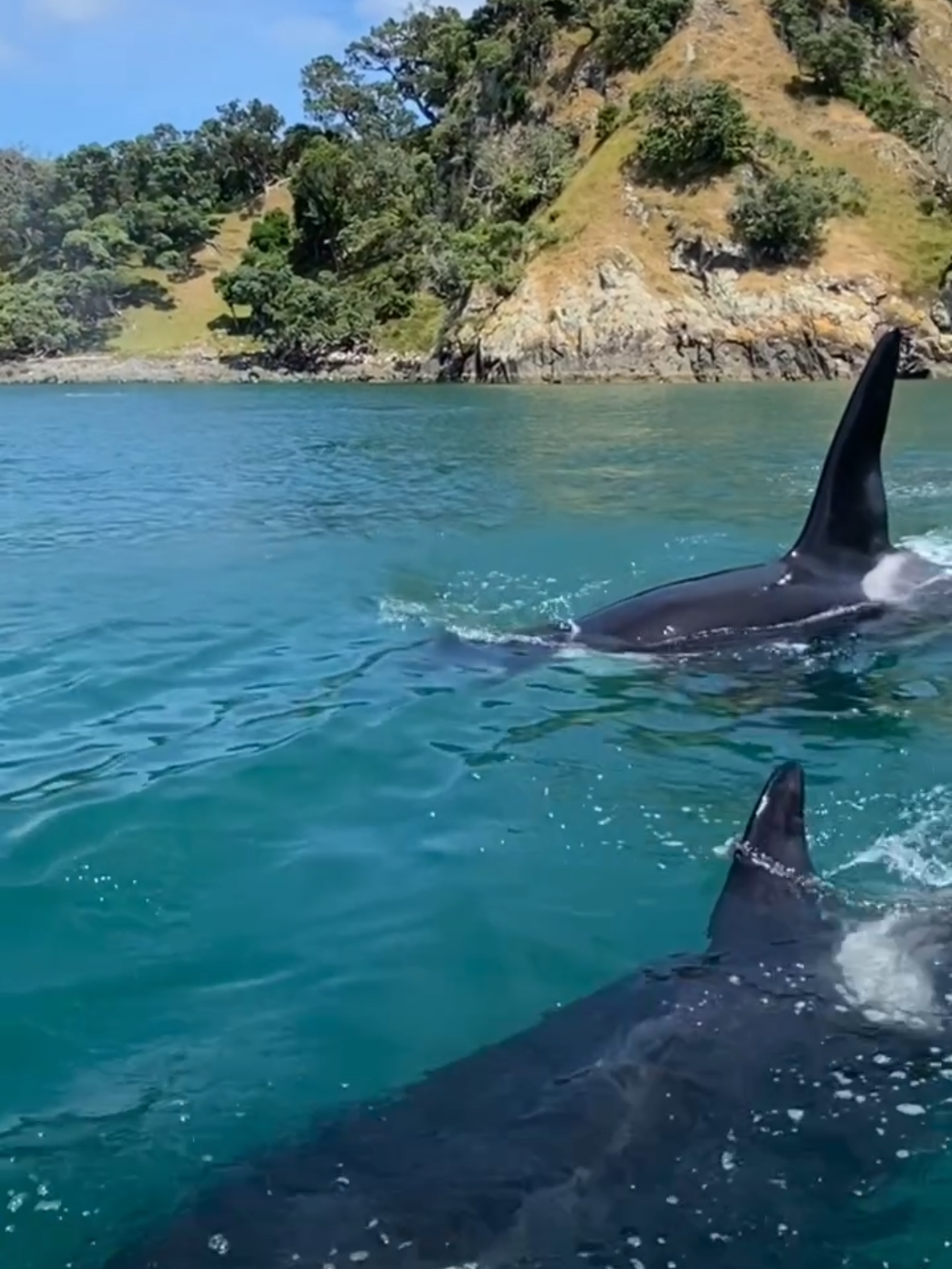 Orca whales off the shores of 📍#WaihekeIsland In #NewZealand are a sight to behold 🌅 Orcas are highly social and live in matriarchal pods that can stay together for life🥰  🎥 @rfyrich_lyfestyle  #visitnewzealand #oceanwildlife #waiheke