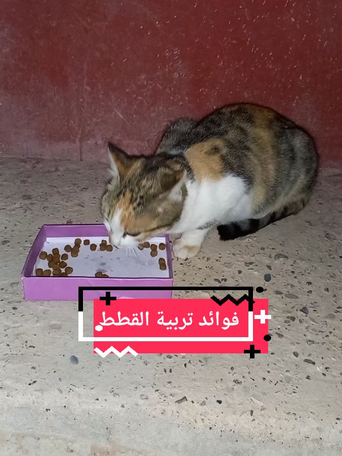 فوائد تربية القطط #قطط #قط #catsoftiktok #cats #france🇫🇷 