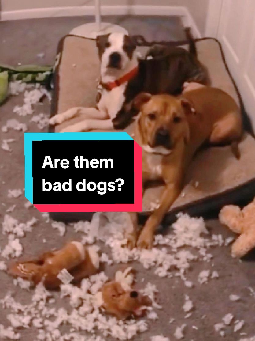 Guiltydogs telling on each other 😂🤣. #guilty  #animals #dog #cat #funnyvideos #foryou #fyp #creatorsearchinsights 