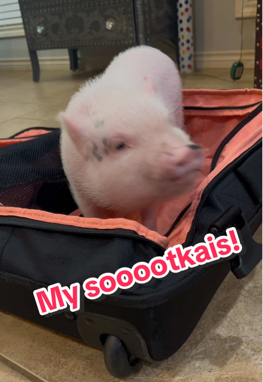 Pack ur Soootcayse! 🐷🧳 #ilikemysuitcase #pigsoftiktok #piggy #cute #cozy #funnyvideo #baby #babyanimals #piglet #minipig #pigs #little #pig #pigsaspets #pigtails #piglets 