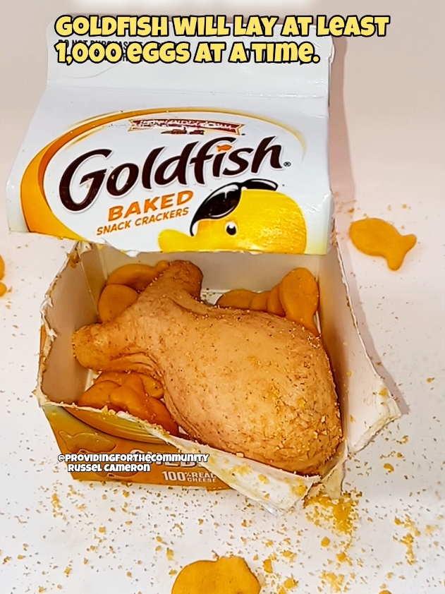 Goldfish make great pets. #science #experiment #tiktok #goldfish 