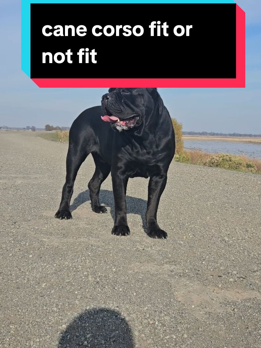 #canecorso #1bigrampage #dogsoftiktok #duet #fyp #trending #bigdog #stitch #parati #duet #viral #viralvideo #video #music #Fitness #motivation #foryou #foryoupage #fypシ #youtube #instagram #dúo #xuhuong #comedia #viral #englishbulldog #pittbull #workingdog #americanbully #mastiff #rottweiler #doberman #germensheperd #frenchie #frenchbulldog #dogoargentino #bear #lion #presacanario #italianmastiff #southafricanboerboel #Outdoors #fitness 