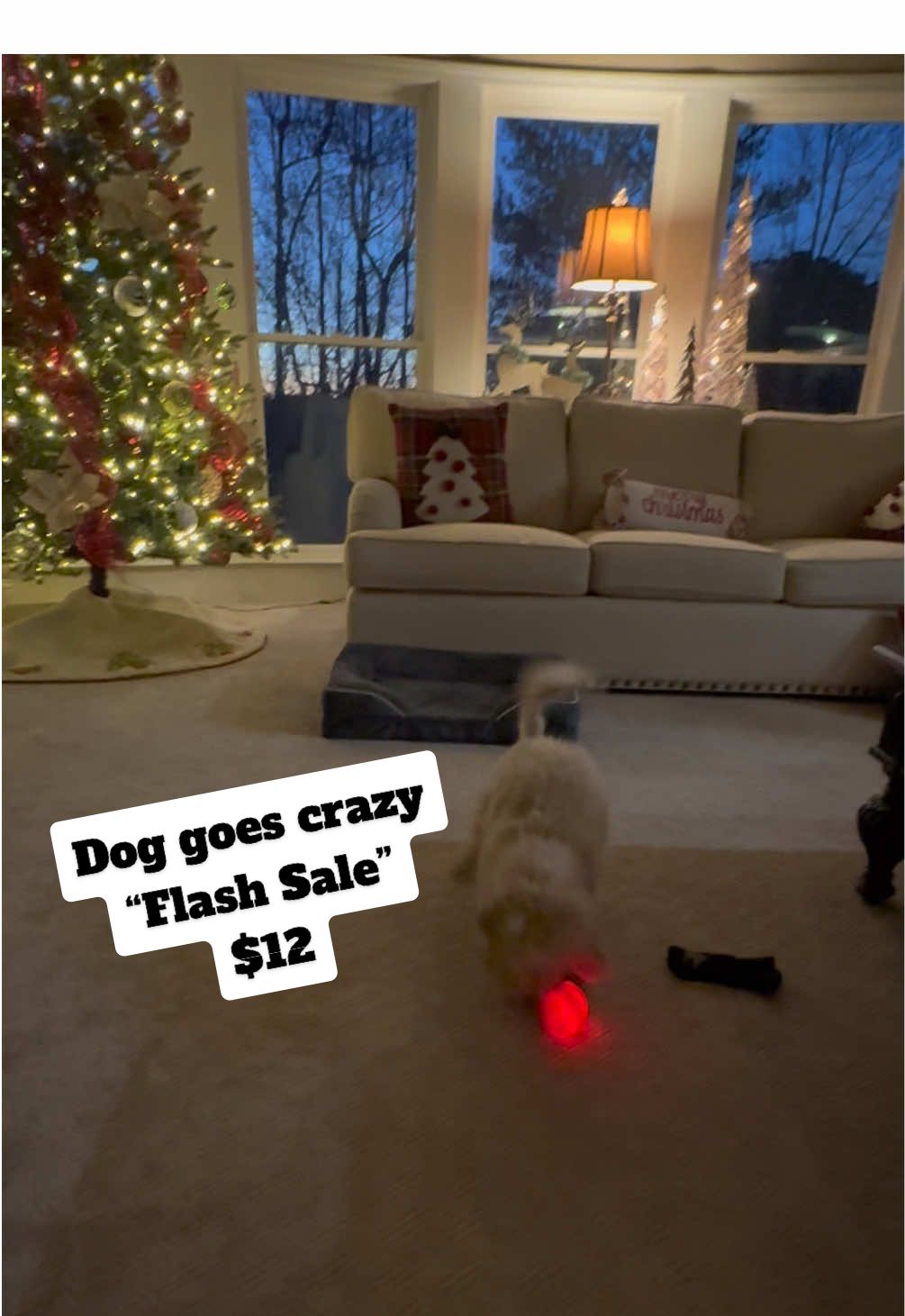 Dog goes crazy! #dogtoy #dog #pet #entertainment 